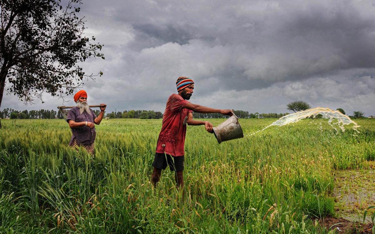 Wheat Soars in Risk to Food Inflation as India Restricts Exports