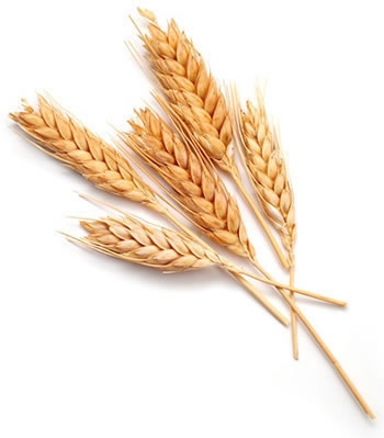 Wheat crisis due to Russia-Ukraine War and world is facing the shortage of wheat